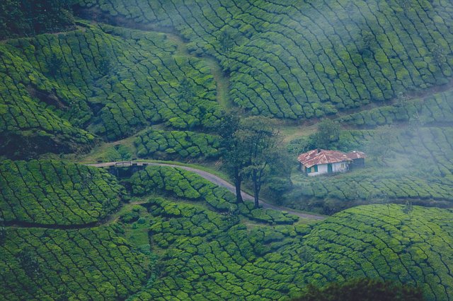 aerial view of munnar tea gardens