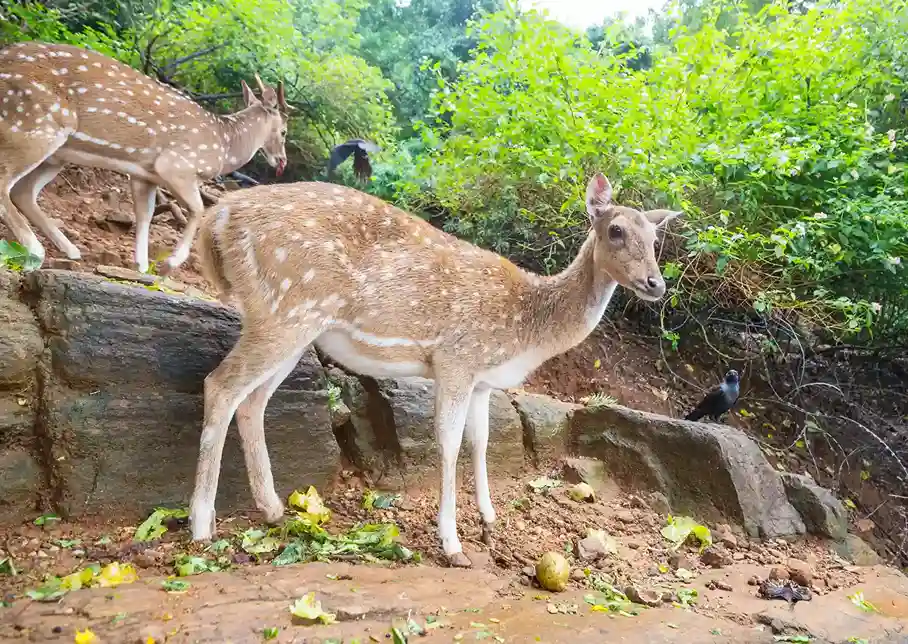 spotted deer in aralam wildlife sanctuary